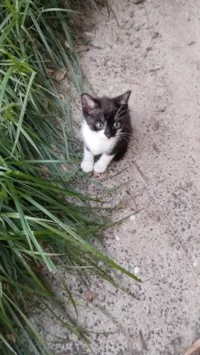 Gato ra a SRD-ViraLata idade 2 a 6 meses nome Cinza