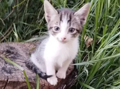 Gato ra a SRD-ViraLata idade 2 a 6 meses nome Cinza