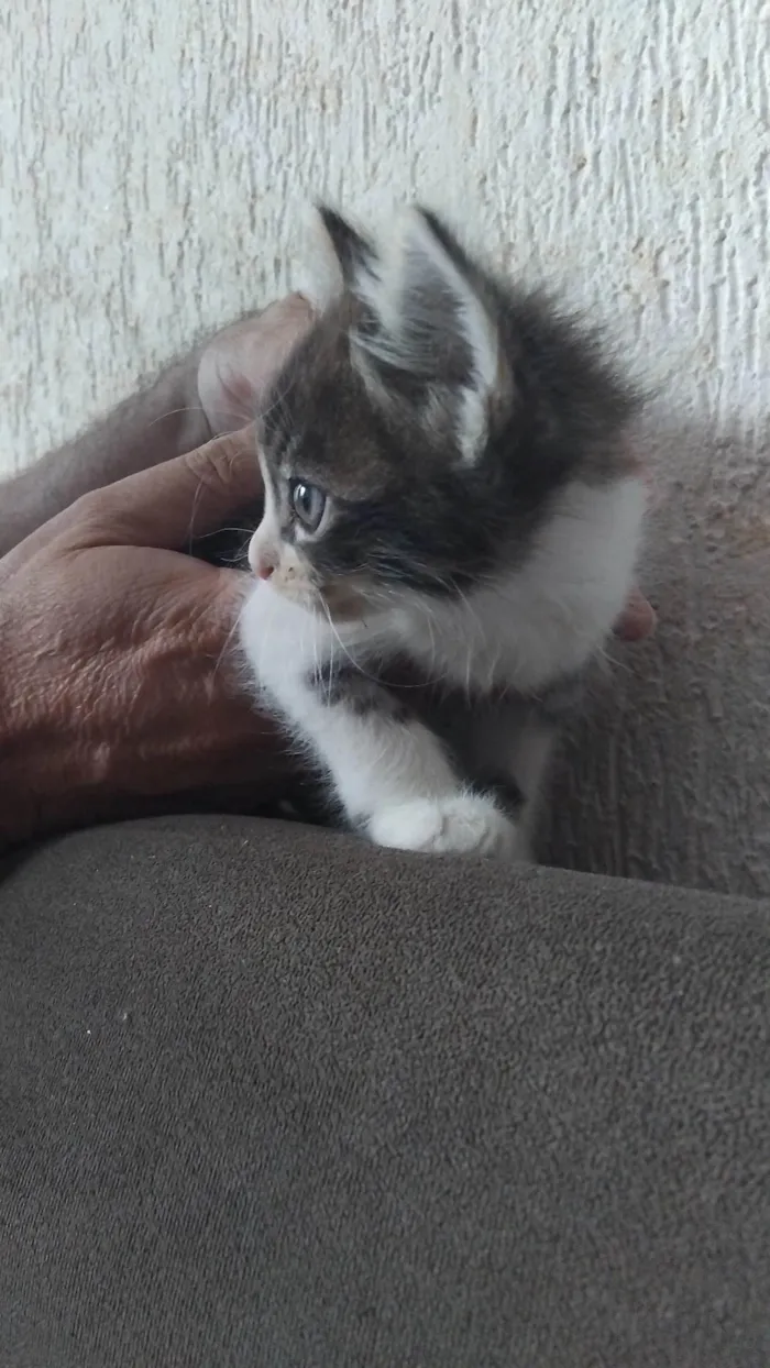 Gato ra a SRD-ViraLata idade Abaixo de 2 meses nome frajola