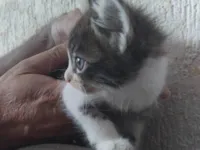 Gato raça SRD-ViraLata idade Abaixo de 2 meses nome frajola