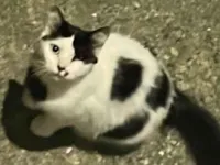 Gato raça SRD-ViraLata idade 2 anos nome Sheila Maura 