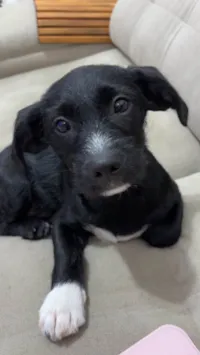 Cachorro raça SRD-ViraLata idade 2 a 6 meses nome Tobias