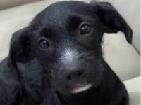 Cachorro ra a SRD-ViraLata idade 2 a 6 meses nome Tobias