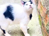 Gato raça SRD-ViraLata idade 1 ano nome Sheila Maura 