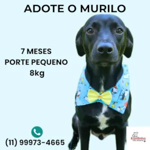 Murilo