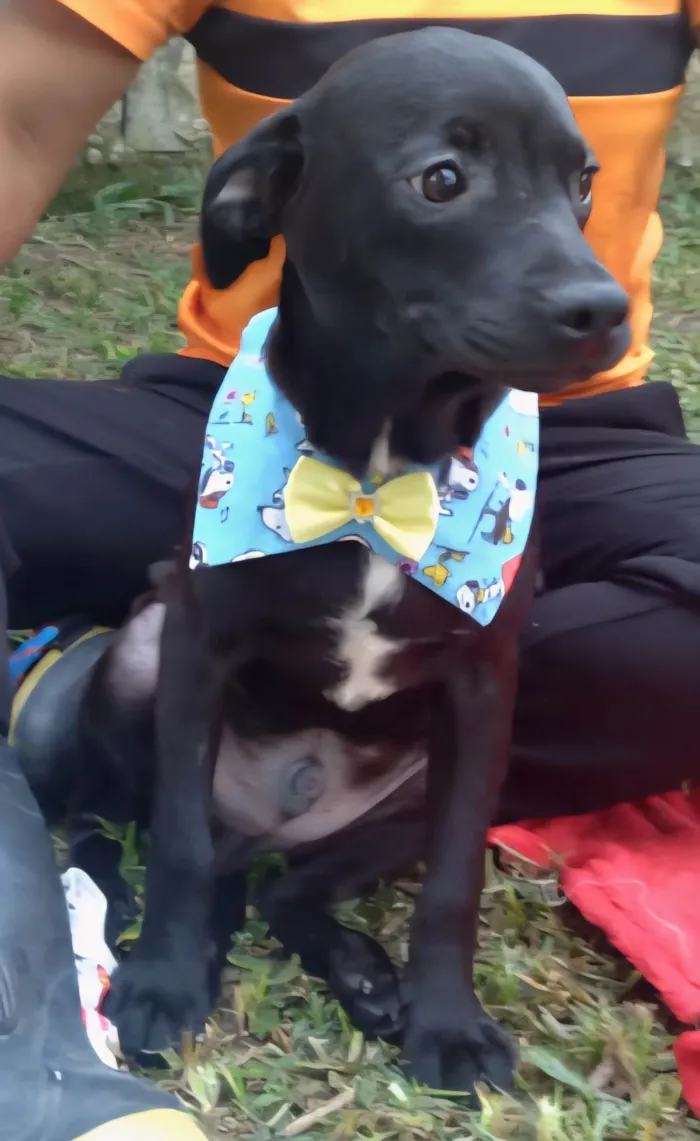 Cachorro ra a SRD-ViraLata idade 7 a 11 meses nome Murilo