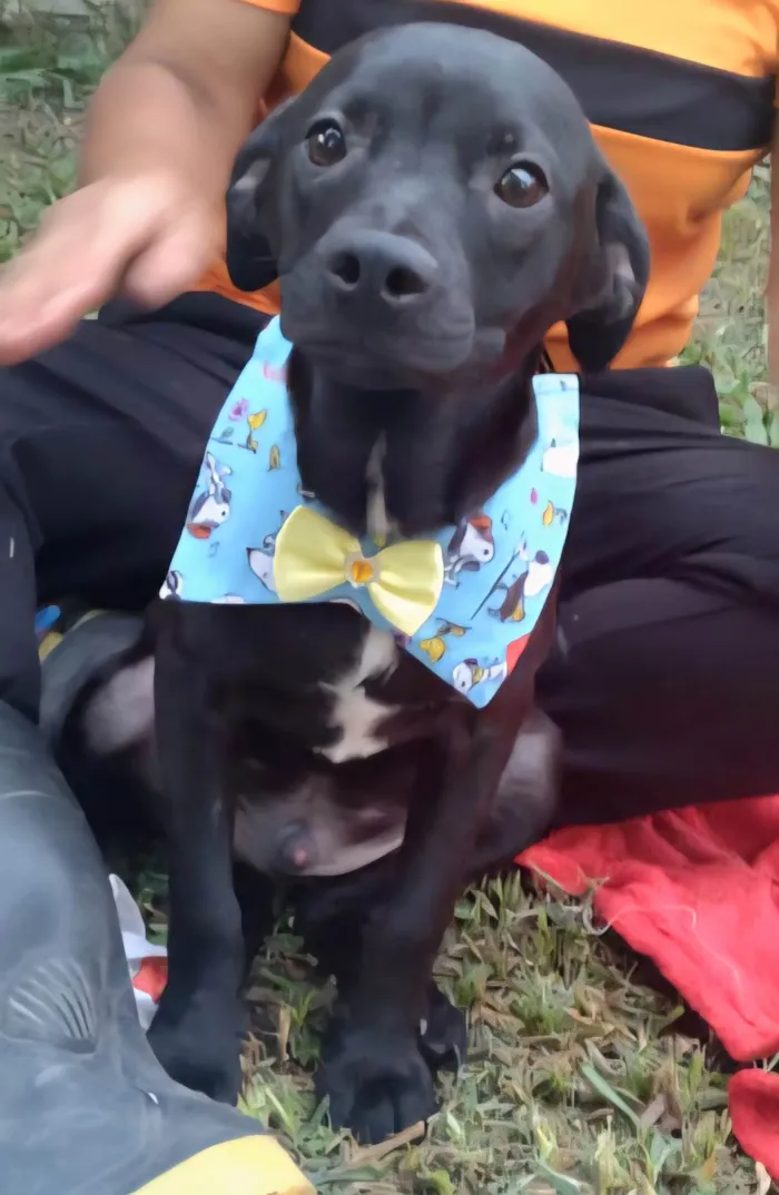 Cachorro ra a SRD-ViraLata idade 7 a 11 meses nome Murilo