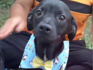 Cachorro raça SRD-ViraLata idade 7 a 11 meses nome Murilo