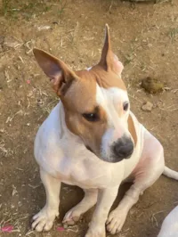 Cachorro ra a Pit-Bull idade 2 anos nome Safira 