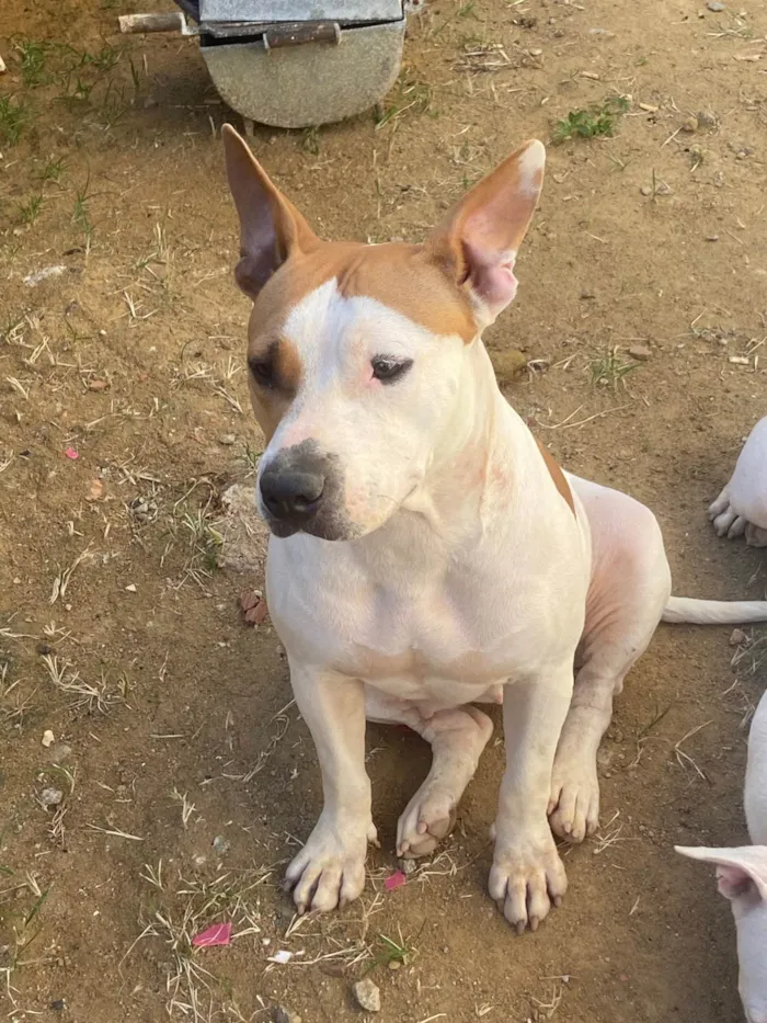 Cachorro ra a Pit-Bull idade 2 anos nome Safira 