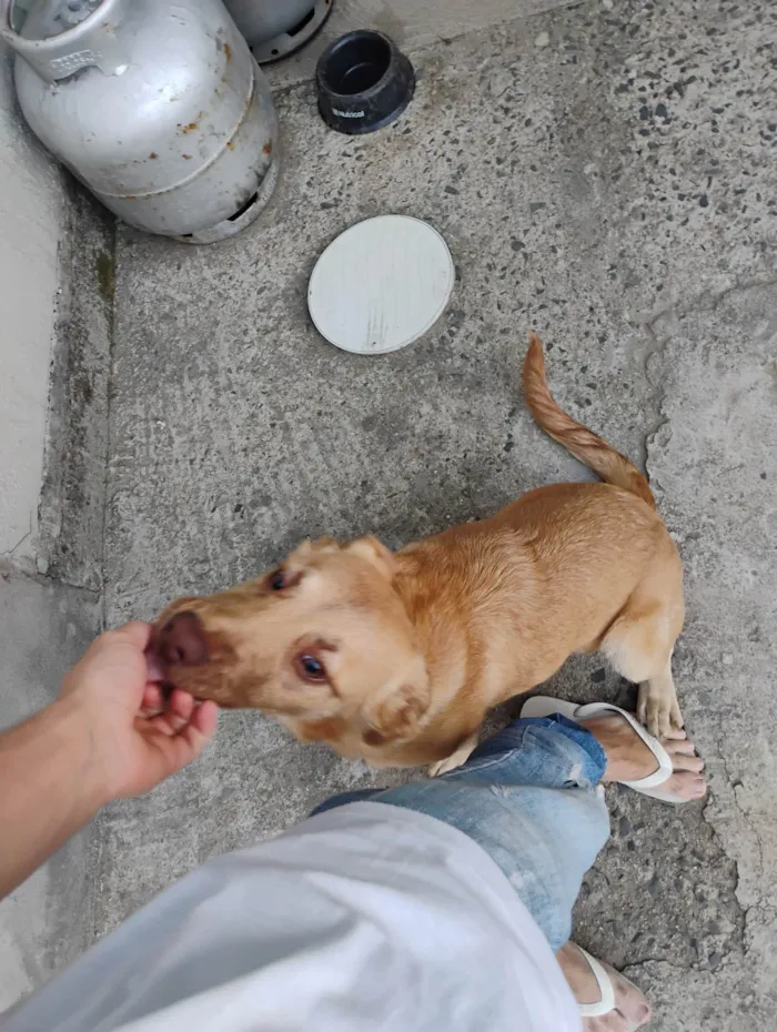 Cachorro ra a SRD-ViraLata idade 7 a 11 meses nome Tobias