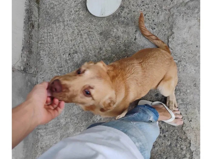 Cachorro ra a SRD-ViraLata idade 7 a 11 meses nome Tobias