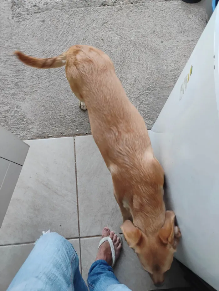 Cachorro ra a SRD-ViraLata idade 7 a 11 meses nome Tobias