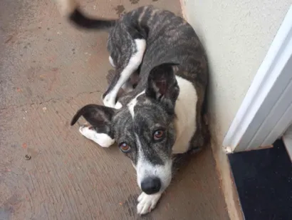 Cachorro ra a SRD-ViraLata idade 4 anos nome Snaype