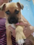 Cachorro ra a SRD-ViraLata idade Abaixo de 2 meses nome Marley