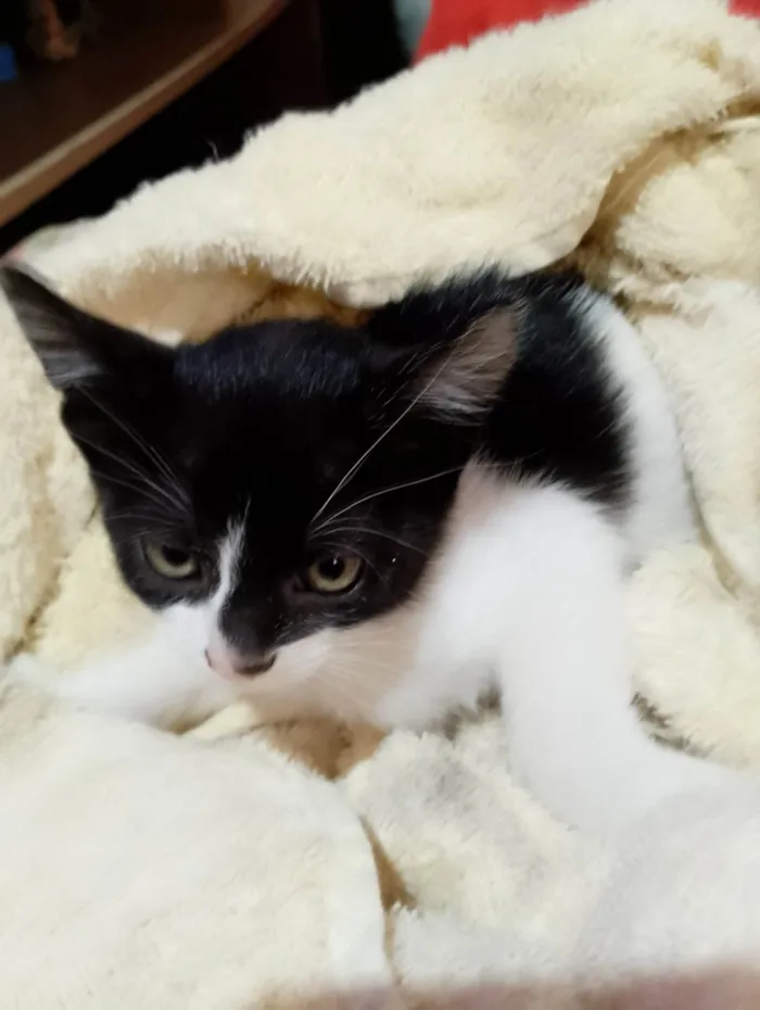 Gato ra a SRD-ViraLata idade 2 a 6 meses nome Sem nome 