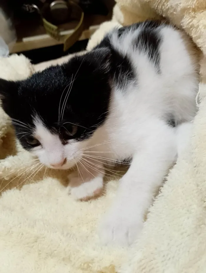 Gato ra a SRD-ViraLata idade 2 a 6 meses nome Sem nome 