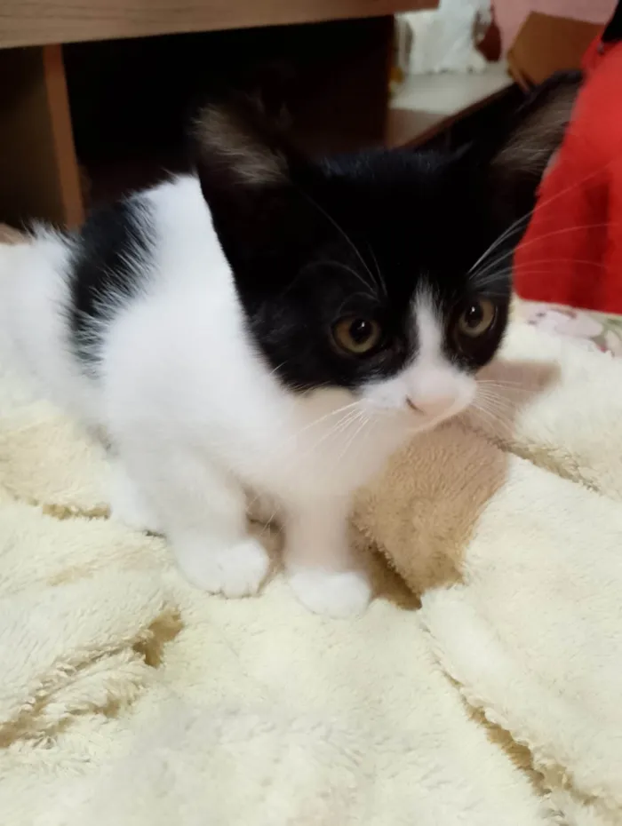 Gato ra a SRD-ViraLata idade 2 a 6 meses nome Sem nome 