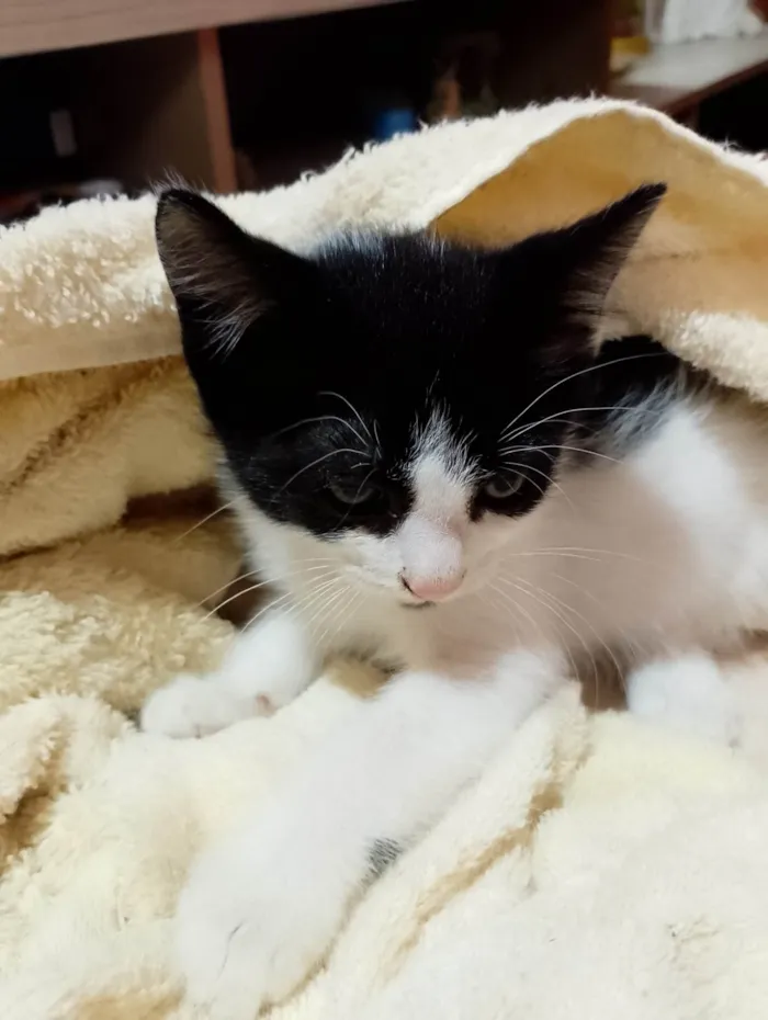 Gato ra a SRD-ViraLata idade 2 a 6 meses nome Sem nome 