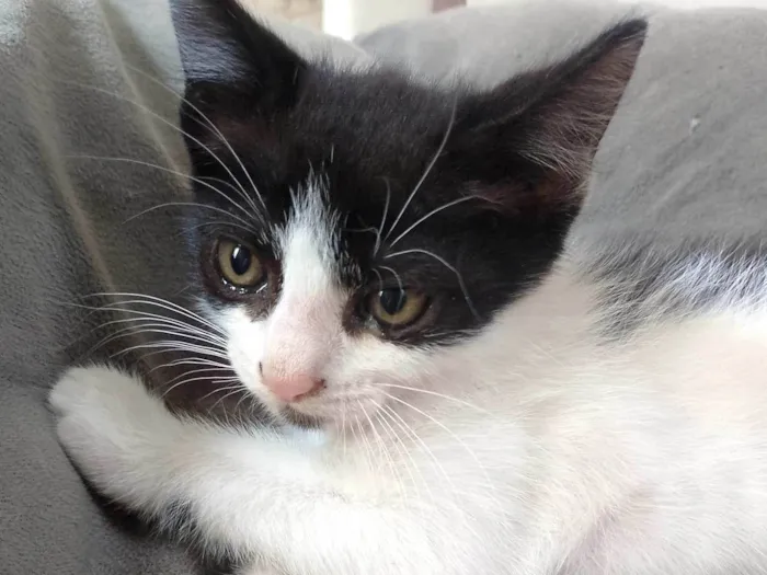 Gato ra a SRD-ViraLata idade 2 a 6 meses nome Sem nome 