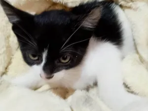 Gato ra a SRD-ViraLata idade 2 a 6 meses nome Sem nome 