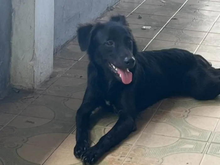 Cachorro ra a SRD-ViraLata idade 1 ano nome Black