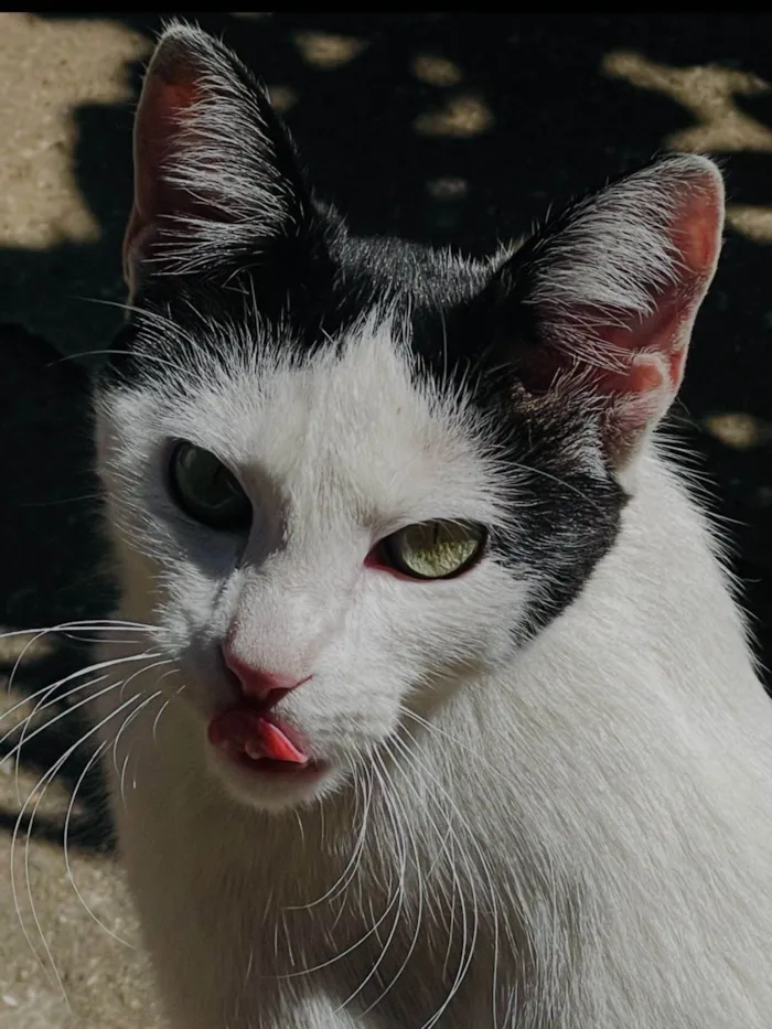 Gato ra a SRD-ViraLata idade 1 ano nome Cristal 