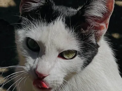 Gato raça SRD-ViraLata idade 1 ano nome Cristal 