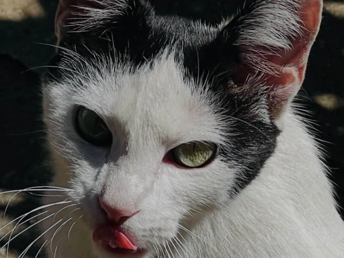 Gato ra a SRD-ViraLata idade 1 ano nome Cristal 