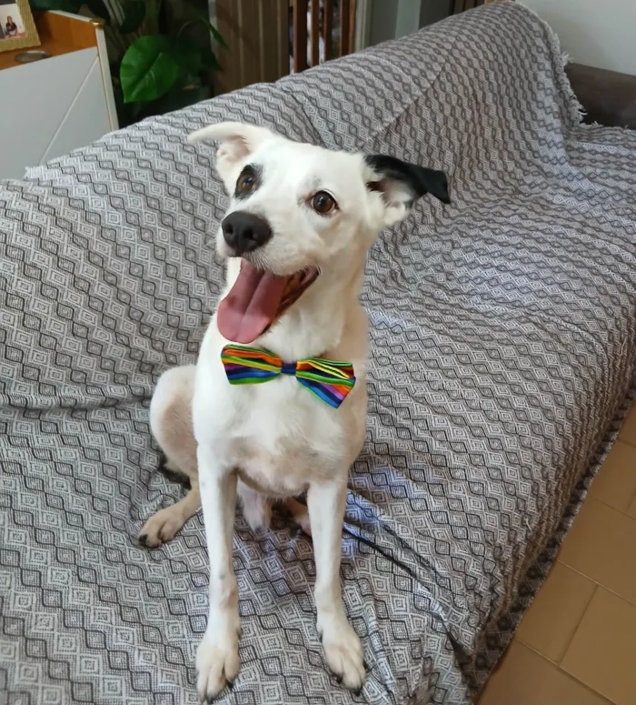 Cachorro raça SRD-ViraLata idade 3 anos nome Boby