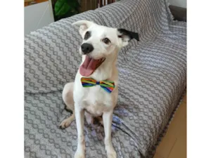 Cachorro raça SRD-ViraLata idade 3 anos nome Boby