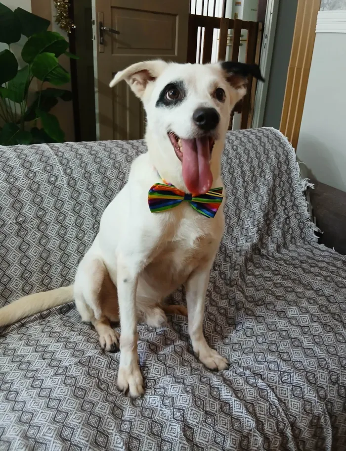 Cachorro raça SRD-ViraLata idade 3 anos nome Boby