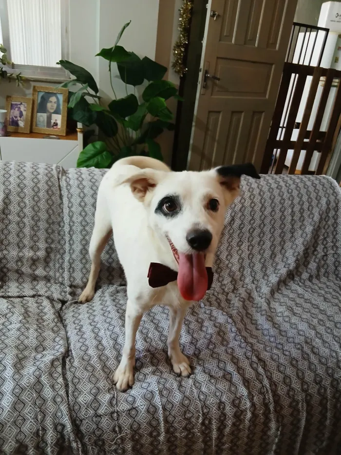 Cachorro raça SRD-ViraLata idade 3 anos nome Boby