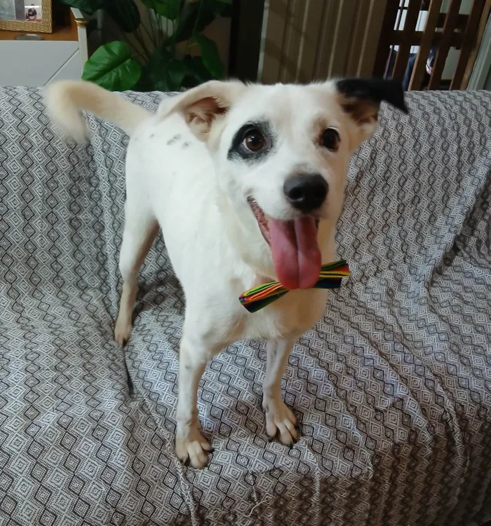 Cachorro raça SRD-ViraLata idade 3 anos nome Boby