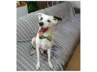 Cachorro raça SRD-ViraLata idade 3 anos nome Boby