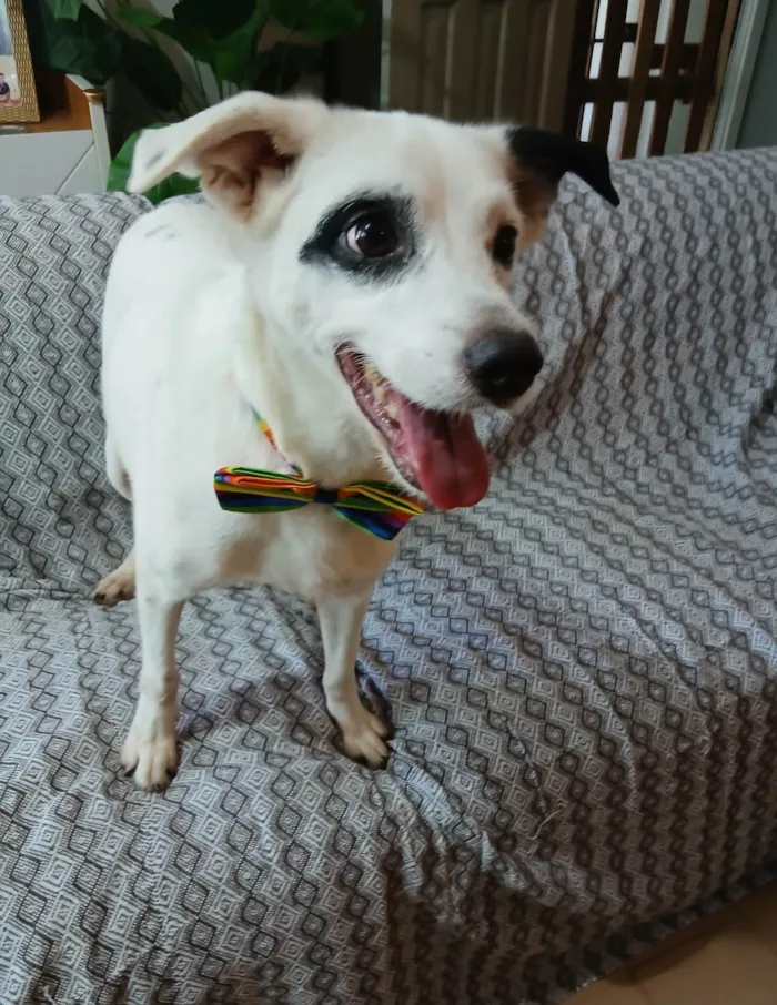 Cachorro ra a SRD-ViraLata idade 3 anos nome Boby