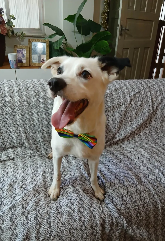 Cachorro ra a SRD-ViraLata idade 3 anos nome Boby