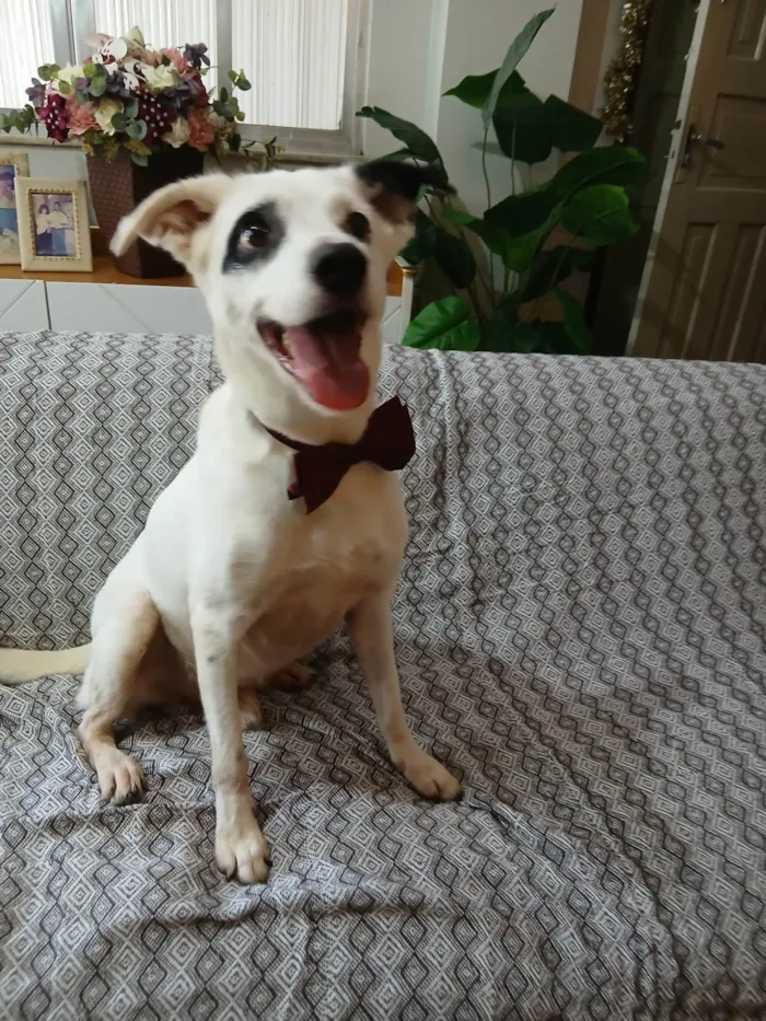 Cachorro ra a SRD-ViraLata idade 3 anos nome Boby