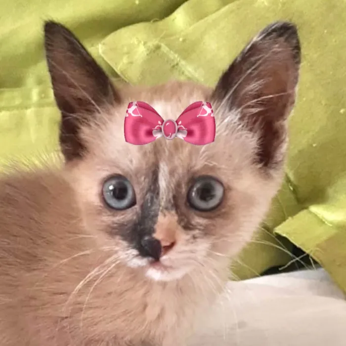 Gato ra a Siamês idade 2 a 6 meses nome Belinha 
