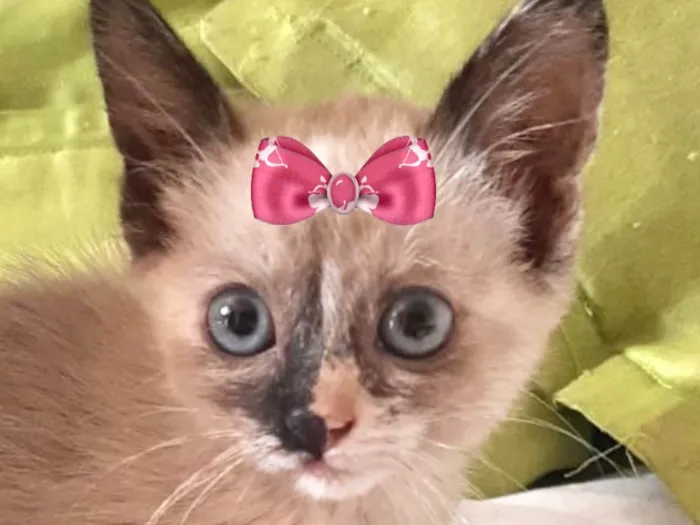 Gato ra a Siamês idade 2 a 6 meses nome Belinha 