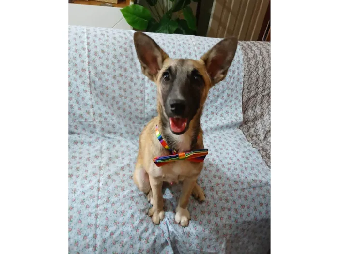 Cachorro ra a SRD-ViraLata idade 7 a 11 meses nome Luca