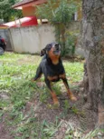 Cachorro ra a SRD-ViraLata idade 2 anos nome Sem nome 