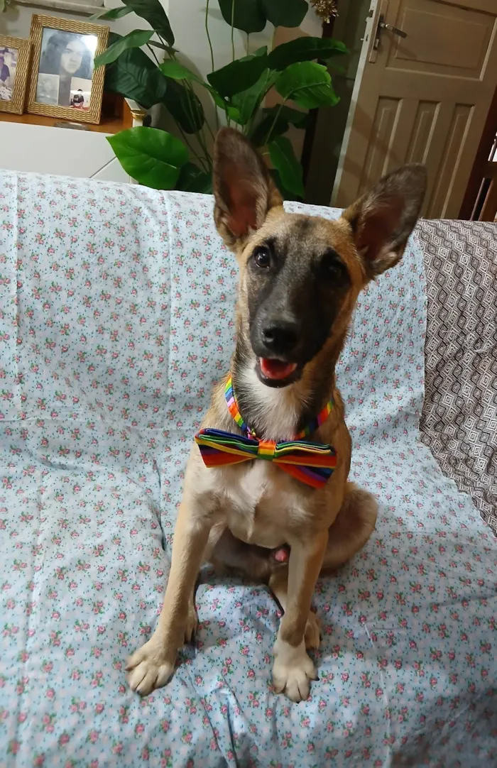 Cachorro ra a SRD-ViraLata idade 7 a 11 meses nome Luca