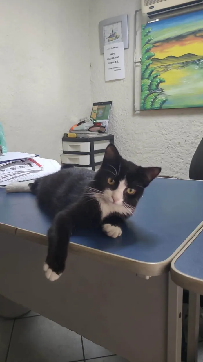 Gato ra a SRD-ViraLata idade 1 ano nome Penelope 