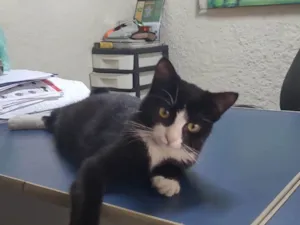 Gato raça SRD-ViraLata idade 1 ano nome Penelope 