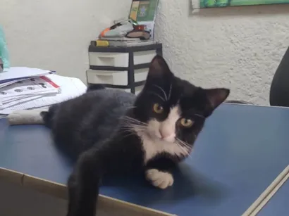 Gato raça SRD-ViraLata idade 1 ano nome Penelope 