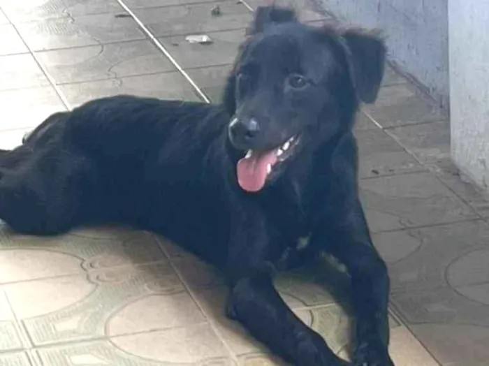 Cachorro ra a SRD-ViraLata idade 1 ano nome Black
