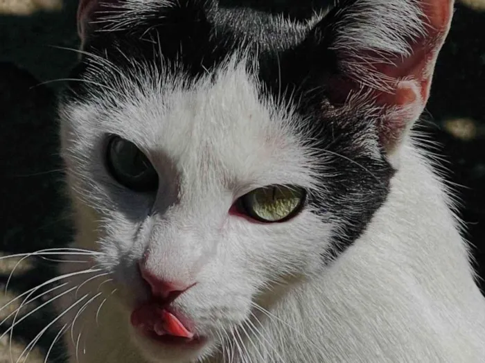 Gato ra a SRD-ViraLata idade 1 ano nome Cristal 