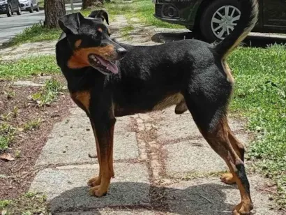 Cachorro ra a SRD-ViraLata idade 2 anos nome Sem nome 
