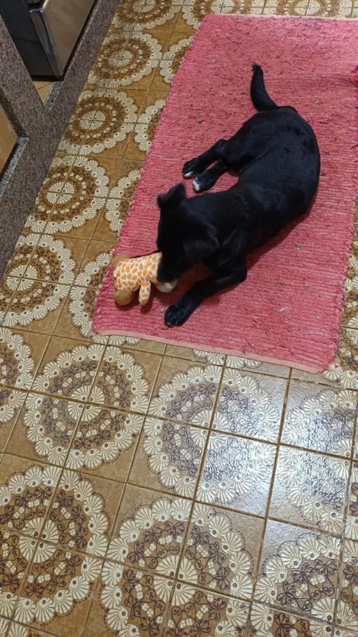 Cachorro ra a SRD-ViraLata idade 2 a 6 meses nome Neguinho